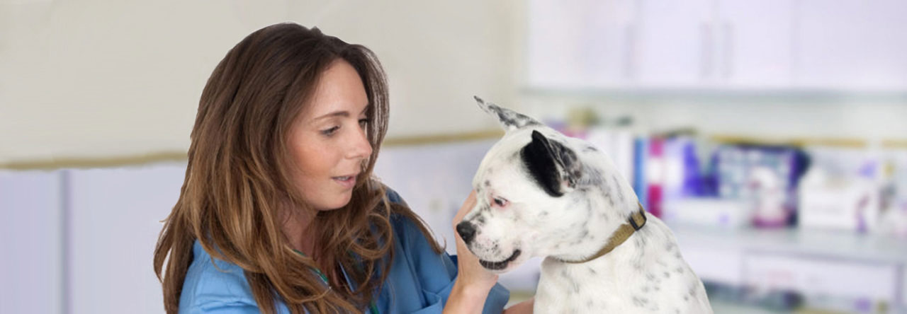 female veterinary tech with white dog